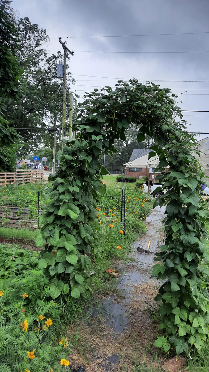 vine-on-trellis.jpeg