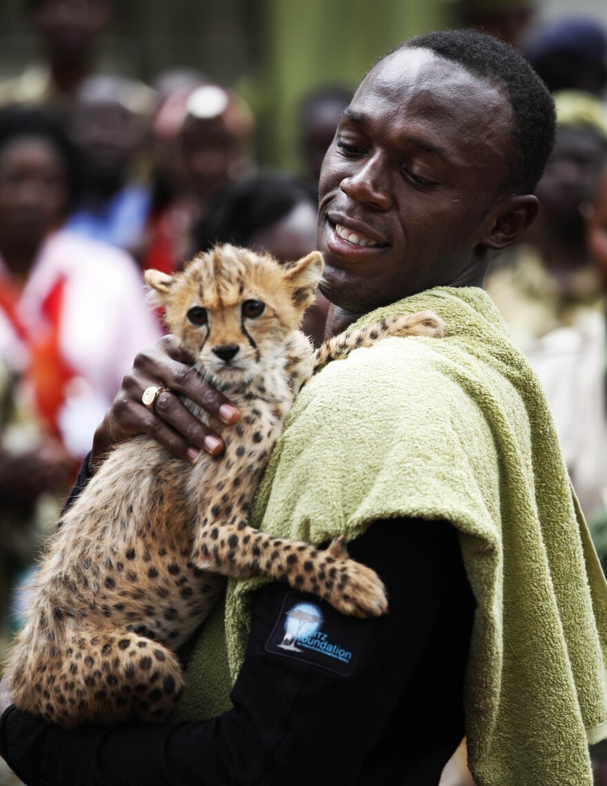 <strong>On Your Mark: </strong>Olympic champion sprinter Usain Bolt holds a three-month-old cheetah cub that he named Lightning Bolt, after adopting the cub at the headquarters of the Kenyan Wildlife Service in 2009. Researchers studying cheetah movements found the animals had incredible acceleration — four times more than that of Bolt's world record run.