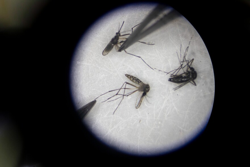 Mosquitoes captured in a village are viewed under a microscope at FunSalud. The researchers hope to use the insects as a way to sample the blood of people and animals without using a single needle.