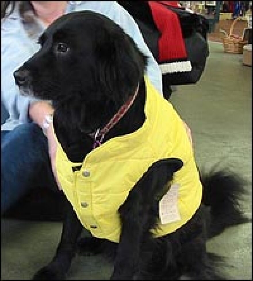Ursa, resident dog at Urban Fauna, a pet supply store in Portland, Ore., models best-selling outerwear.