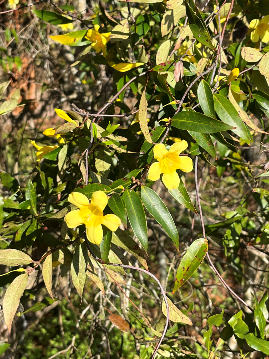 small yellow flowers with five petals each grow on a vine