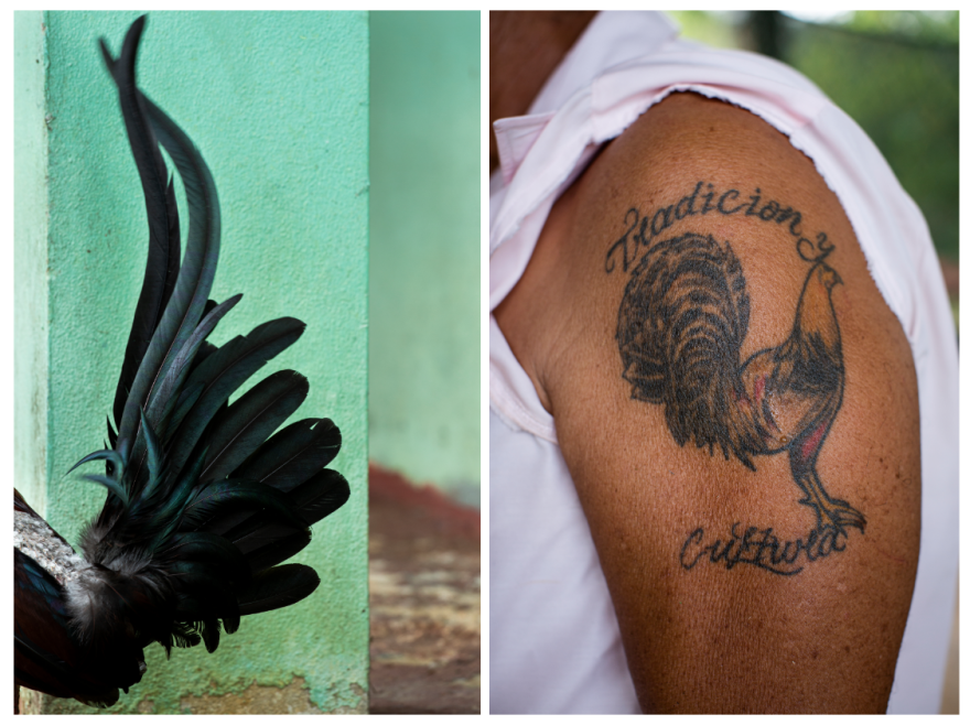 "It's not just two birds fighting," Johnny Ríos says. "It's the economy. It's the pride. It's our culture."
