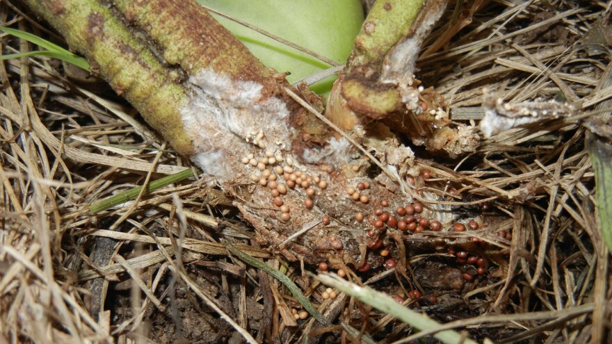stem-disease-closeup.jpeg