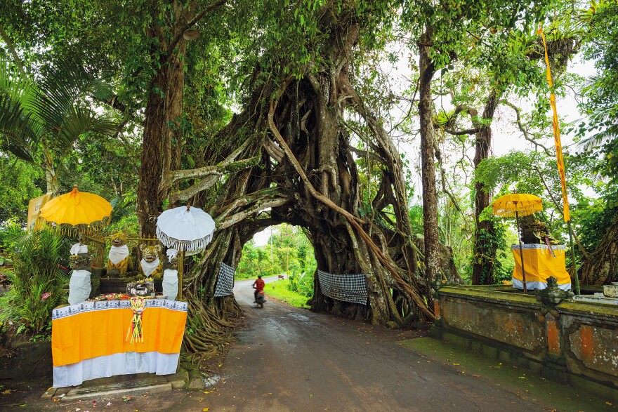 A road runs straight through Bunut Bolong, a sacred banyan tree in West Bali. Engineers insisted the land the tree grew on was the best place for the road, so Hindu worshippers — who are forbidden from cutting down holy trees — prayed for forgiveness for the giant hole. "Even though this is a busy roadway in steep terrain, people actively come and worship this tree," says Diane Cook.