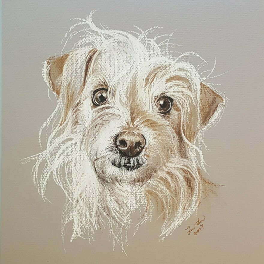 A drawing of a small white dog, head cocked to one side, on a gray background.