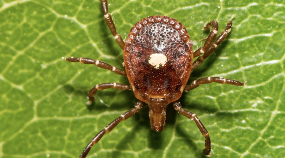Virginia Invasive Insects Virginia Invasive Plant Species List