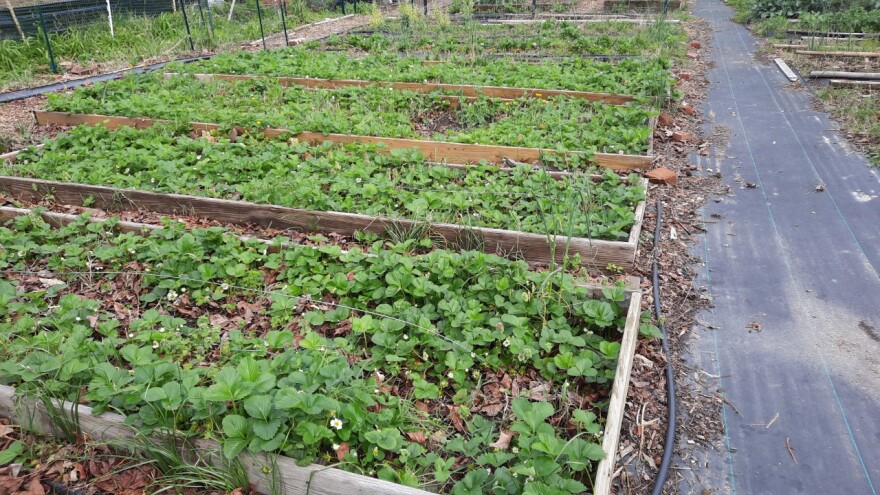 5 long rectangular garden beds are full of strawberry plants