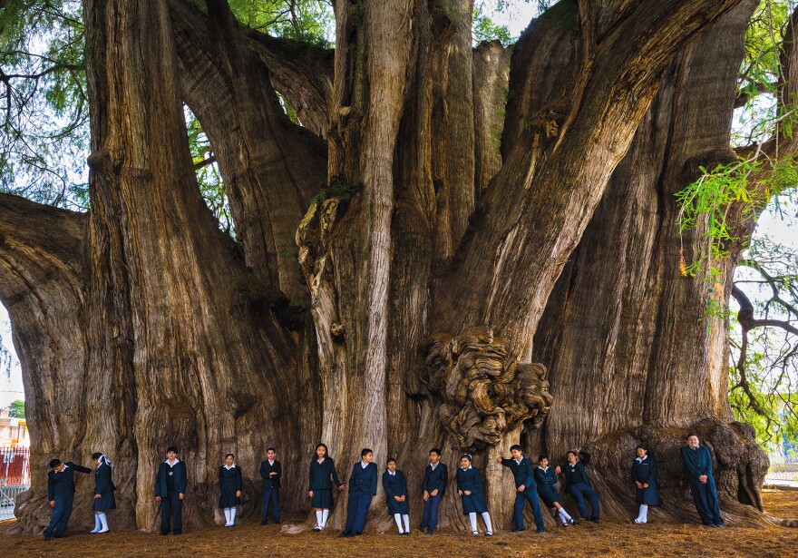 Mexican children on a school field trip admire this Montezuma cypress — said to be the widest (138 feet in circumference) and oldest (1,200 to 3,000 years) tree of its kind. Authorities diverted a major highway to spare the tree and dug a deeper well because of disappearing swampland. "We kept thinking, would they do all this in America for a tree?" says Len Jenshel.