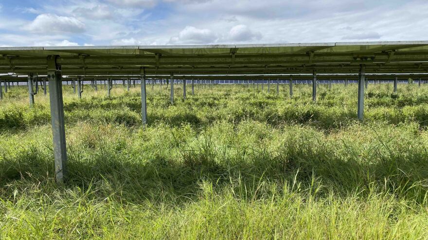 cừu-năng lượng mặt trời2.jpeg