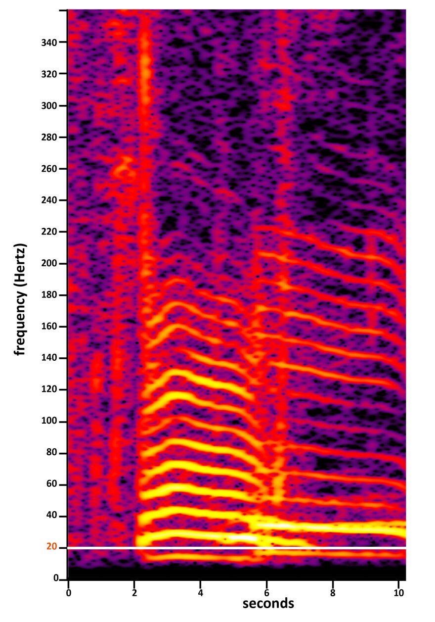 To analyze sound, a subset of artificial intelligence known as a neural network needs a visual representation of a sound wave called a spectrogram. The graphic above is a spectrogram of two elephants communicating through low-frequency rumbles. The white line is the upper boundary of infrasound, about 20 hertz, below which humans can't hear.