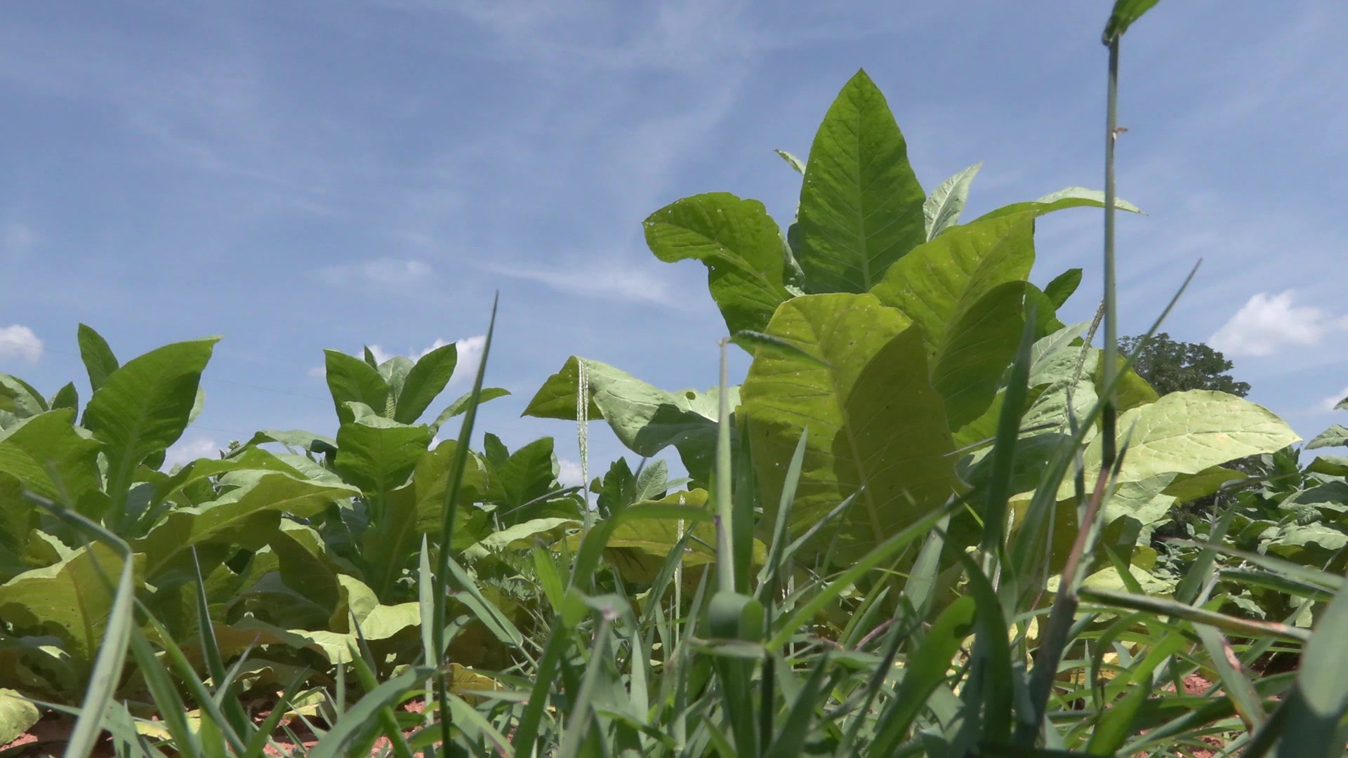 despite the success of tobacco in virginia How Virginia's tobacco legacy endures in new packaging
